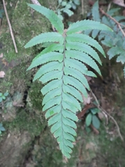 Microlepia marginata