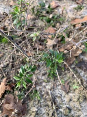 Castela erecta