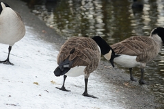 Branta canadensis