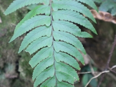Microlepia marginata
