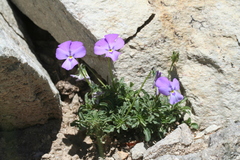 Viola valderia