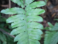 Microlepia marginata