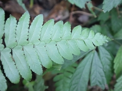 Microlepia marginata