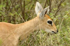 Raphicerus campestris campestris