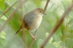 Cisticola erythrops