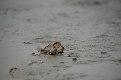 Periophthalmus chrysospilos