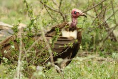 Necrosyrtes monachus