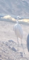 Egretta garzetta