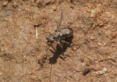 Cylindera disjuncta