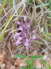 Syncolostemon canescens
