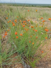 Lasiosiphon rubescens