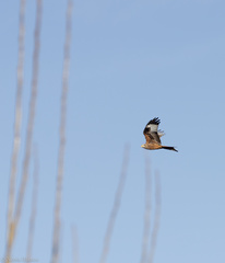 Milvus milvus milvus