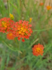 Lasiosiphon rubescens