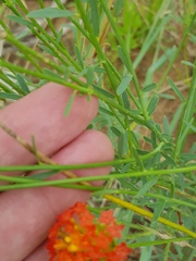 Lasiosiphon rubescens