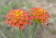 Lasiosiphon rubescens