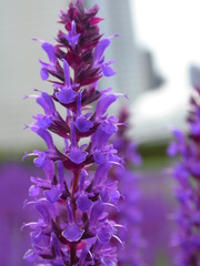 Salvia × sylvestris