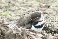 Charadrius tricollaris