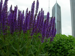 Salvia × sylvestris