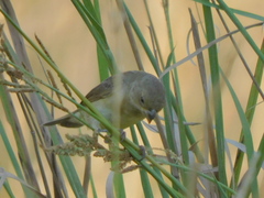 Sporophila caerulescens