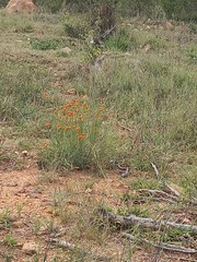 Lasiosiphon rubescens