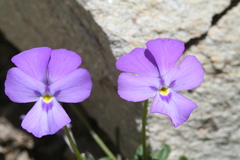 Viola valderia