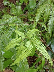 Dicranopteris pedata