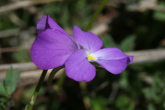 Viola valderia