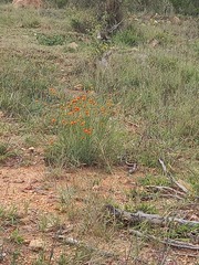 Lasiosiphon rubescens