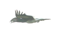 Bycanistes bucinator