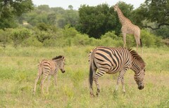 Equus quagga chapmani