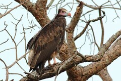 Trigonoceps occipitalis