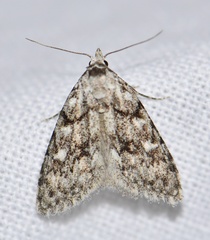 Nola cicatricalis
