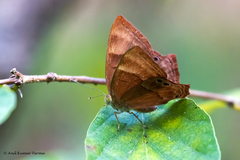 Abisara bifasciata
