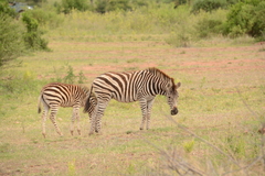 Equus quagga chapmani