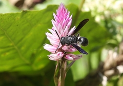 Allorhynchium chinense