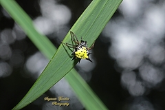 Macracantha hasselti