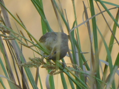 Sporophila caerulescens