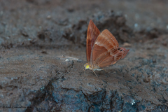Abisara bifasciata