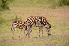 Equus quagga chapmani
