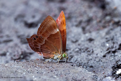 Abisara bifasciata