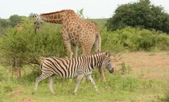 Equus quagga chapmani