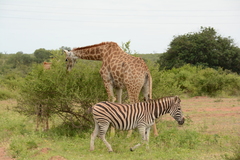 Equus quagga chapmani