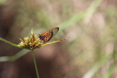 Acraea neobule
