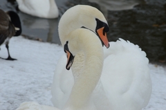 Cygnus olor