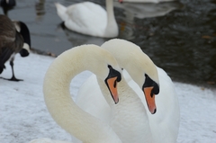 Cygnus olor