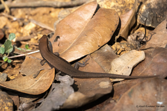 Eutropis carinata