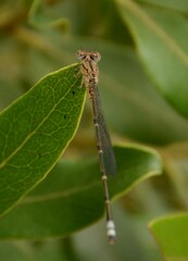 Pseudagrion massaicum
