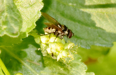 Limnophora