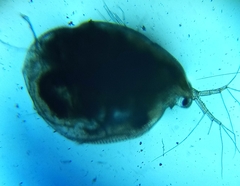 Simocephalus