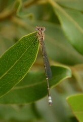 Pseudagrion massaicum